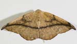 Juniper-twig Geometer Moth f 1428-1449cs