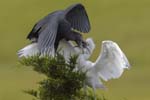 Little Blue Heron feeding chick jv 2157s