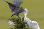 Little Blue Heron feeding chick jv 2161s