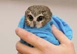 Northern Saw-whet Owl for banding 5219s