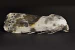 Olive-Shaded Bird-Dropping Moth 12mmL 1121-1178s