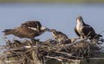 Osprey feeding chick 9491s