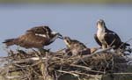Osprey feeding chick 9492s