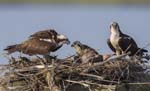 Osprey feeding chick 9494s