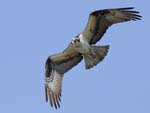 Osprey flying f 8693s