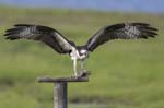 Osprey flying w half eaten fish 8158s