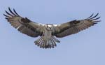 Osprey hovering 1211s