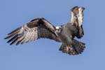 Osprey hovering m 2978s