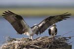 Osprey on nest 9085s