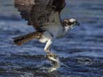 Osprey rising w fish 8772s