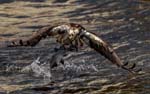 Osprey w fish 1222s