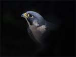 Peregrine Falcon 5944bs