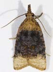 Platynota sp. Moth 9mmOAL 8525-8562cs