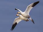 Snow Geese flying X 2822cs