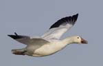 Snow Goose flying 7568bs