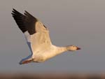 Snow Goose taking off 3810s