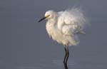 Snowy Egret fluffing feathrs 1432s