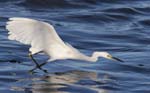 Snowy Egret stalking fish 9395s