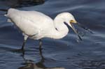 Snowy Egret tossing fish 8819s