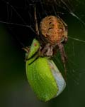 Spider and Planthopper 7227bs