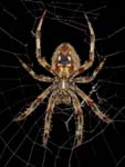 Spider and web at night .33x 2.5mm 0222-0230cs