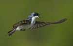 Tree Swallow flying 2602s