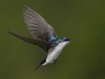 Tree Swallow hovering 2501s