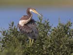 Tricolored Heron 9127s