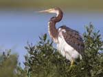 Tricolored Heron 9142s