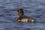 Tufted Duck f 7728s