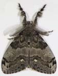White-marked Tussock Moth 8169-8186cs