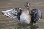 Wood Duck wing stretch f 2483s