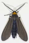 Yellow-collard Scape Moth 16mmL 9366-9395cs