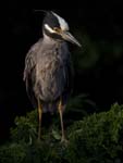 Yellow-crowned Night-heron 7048s