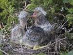 Yellow-crowned Night-heron chicks in nest 1983s