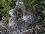 Yellow-crowned Night-heron chicks in nest 1993s