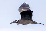 Yellow-crowned Night-heron flying 0065s