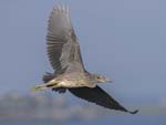 Yellow-crowned Night-heron flying 3334s