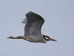 Yellow-crowned Night-heron flying 3410s