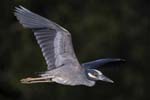 Yellow-crowned Night-heron flying 5578s