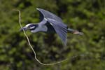 Yellow-crowned Night-heron flying w stick 2071s