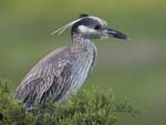 Yellow-crowned Night-heron perched jv 5983s