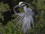 Yellow-crowned Night-heron preening 1685s