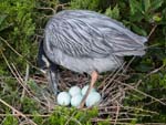 Yellow-crowned Night-heron w eggs 5237s