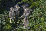 Yellow-crowned Night-herons 5 jv 9412s
