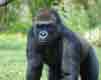 gorilla05.jpg